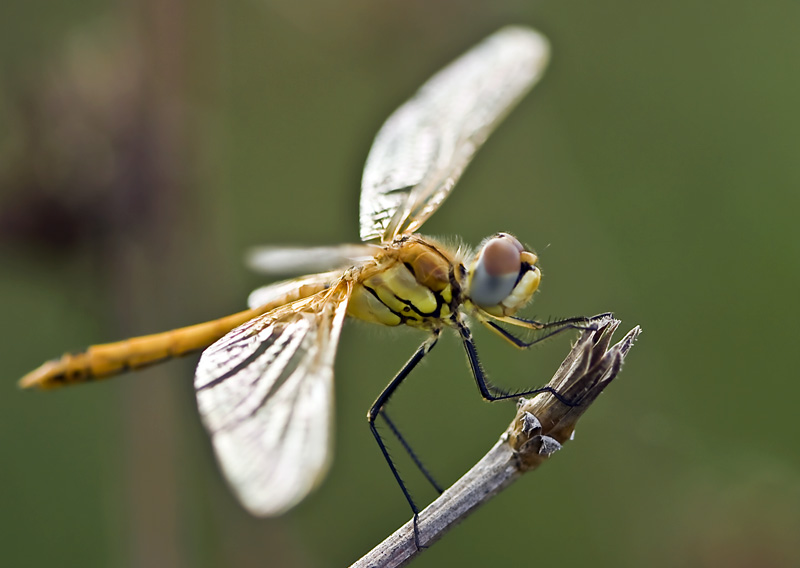 che specie  Sympetrum striolatum?